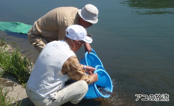 アユの放流